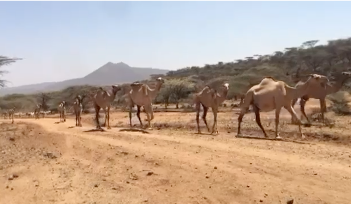 ¿Café con leche de camella? por Ivonne Frid