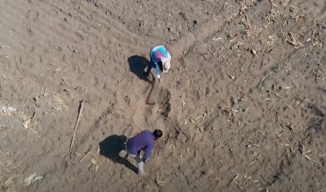 Senado alerta posible desabasto de frijol por sequía