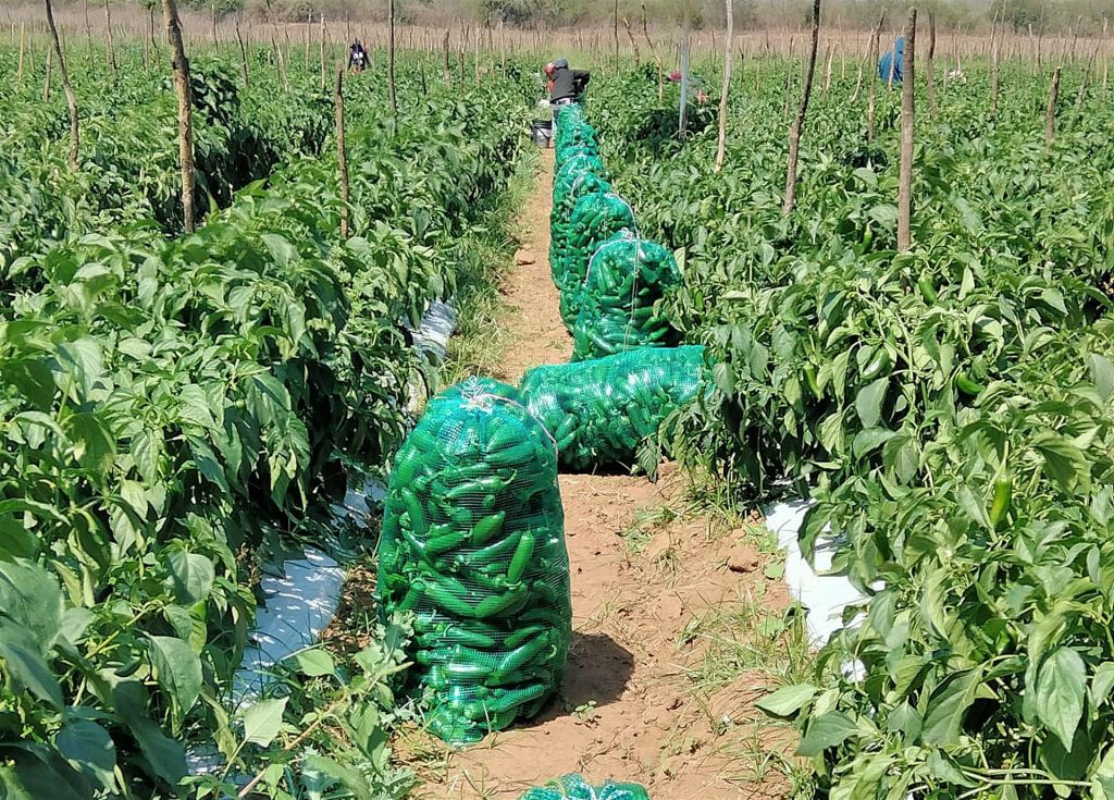 Guerrero vive éxodo de campesinos por falta de recursos - cultivo-de-chiles-1024x735