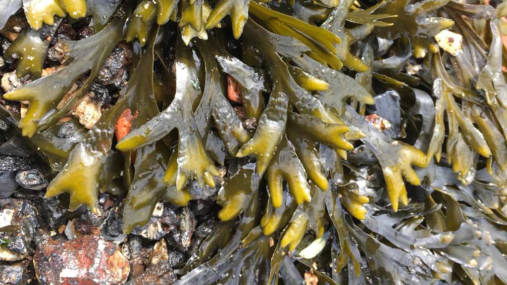 Descubren nuevo biomaterial de origen marino que destruye el SARS-CoV-2 Descubren nuevo biomaterial de origen marino que destruye el SARS-CoV-2