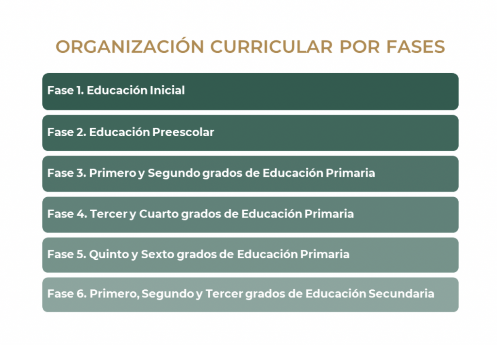 SEP prepara modificación de grados escolares para cambiarlos por fases de aprendizaje - fases-de-organizacion-sep-1024x712
