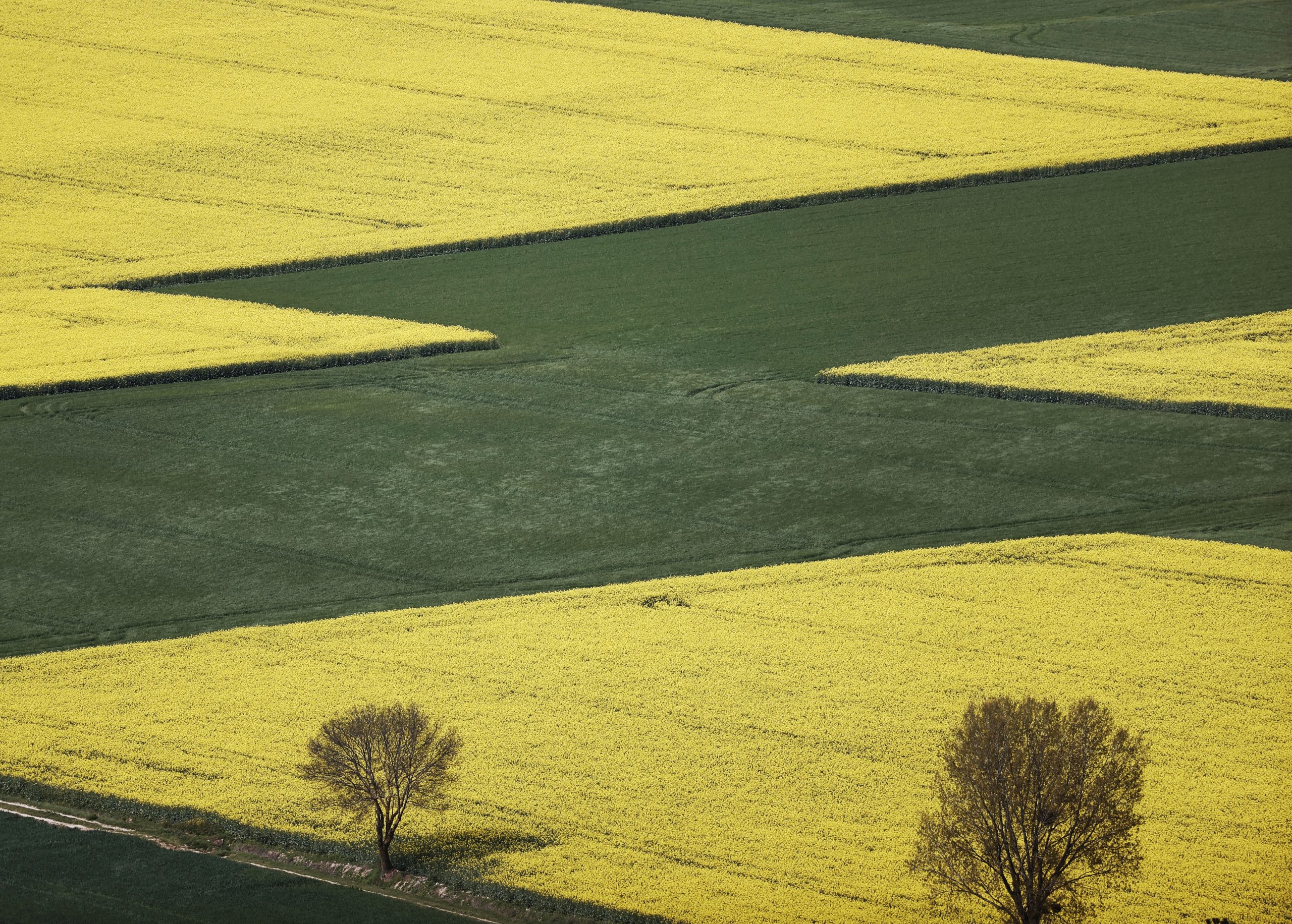 Inquietud y precios altos en la agricultura mundial tras dos meses de guerra Inquietud y precios altos en la agricultura mundial tras dos meses de guerra