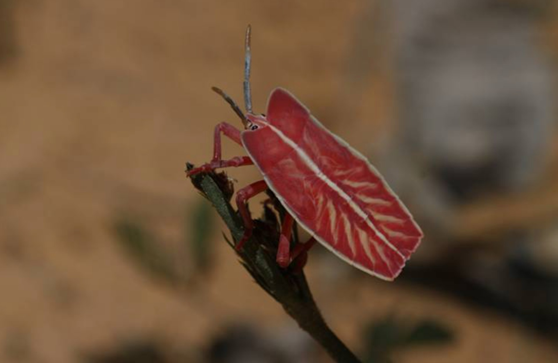 Insectos se han reducido un 49 % por presión humana en algunas zonas