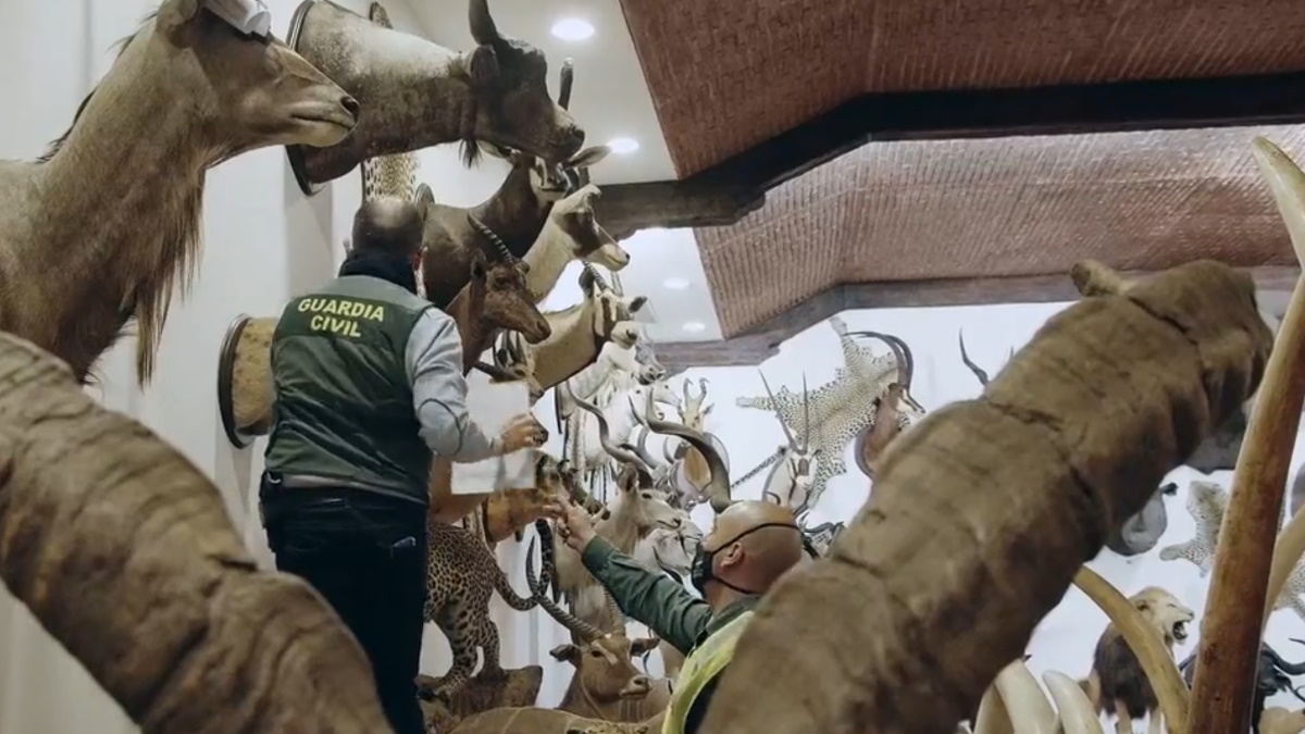 Incautan mil 90 animales disecados para el contrabando
