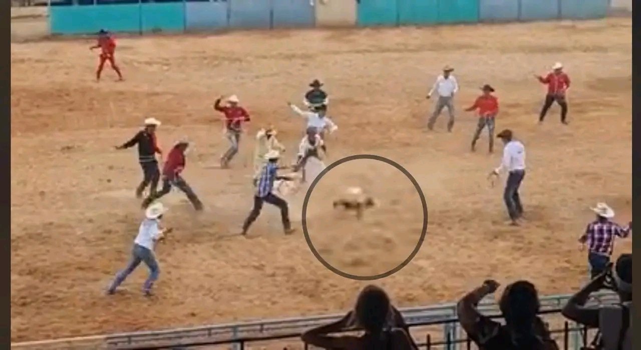 Maltrato a un gato genera rechazo de activistas y el Gobierno de Cuba