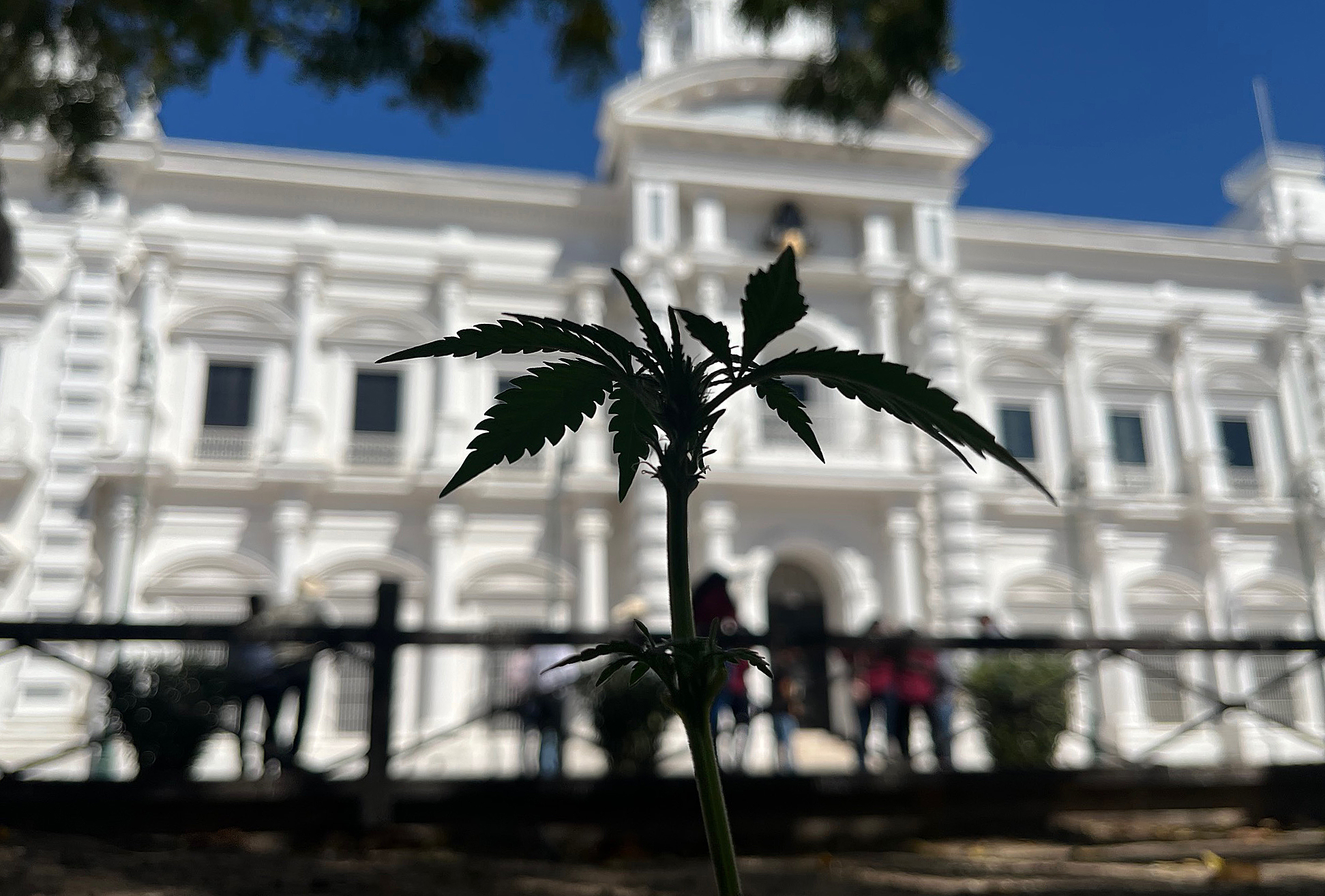 Activistas impulsan que indígenas siembren mariguana en México Activistas impulsan que indígenas siembren mariguana en México