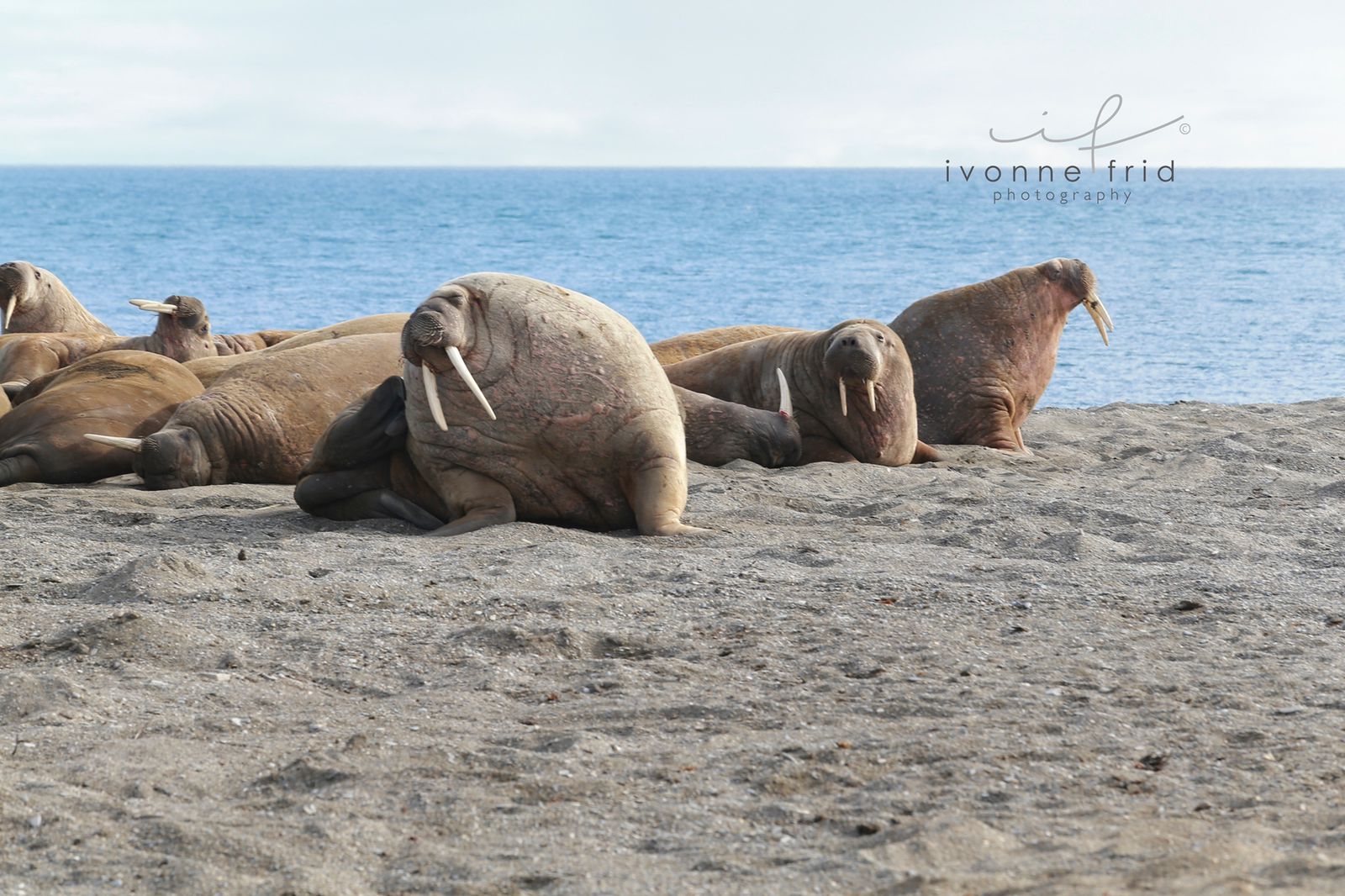 Morsas: animales que han habitado y evolucionado por más de 20 millones de años en la Tierra