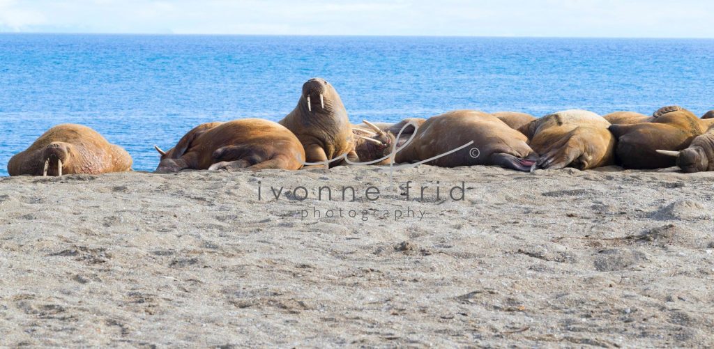 Morsas: animales que han habitado y evolucionado por más de 20 millones de años en la Tierra - morsa3-1024x501
