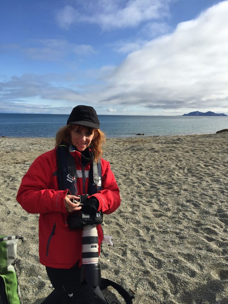 Morsas: animales que han habitado y evolucionado por más de 20 millones de años en la Tierra - morsa4-768x1024