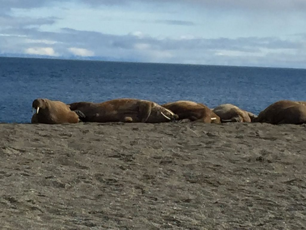 Morsas: animales que han habitado y evolucionado por más de 20 millones de años en la Tierra - morsa6-1024x768