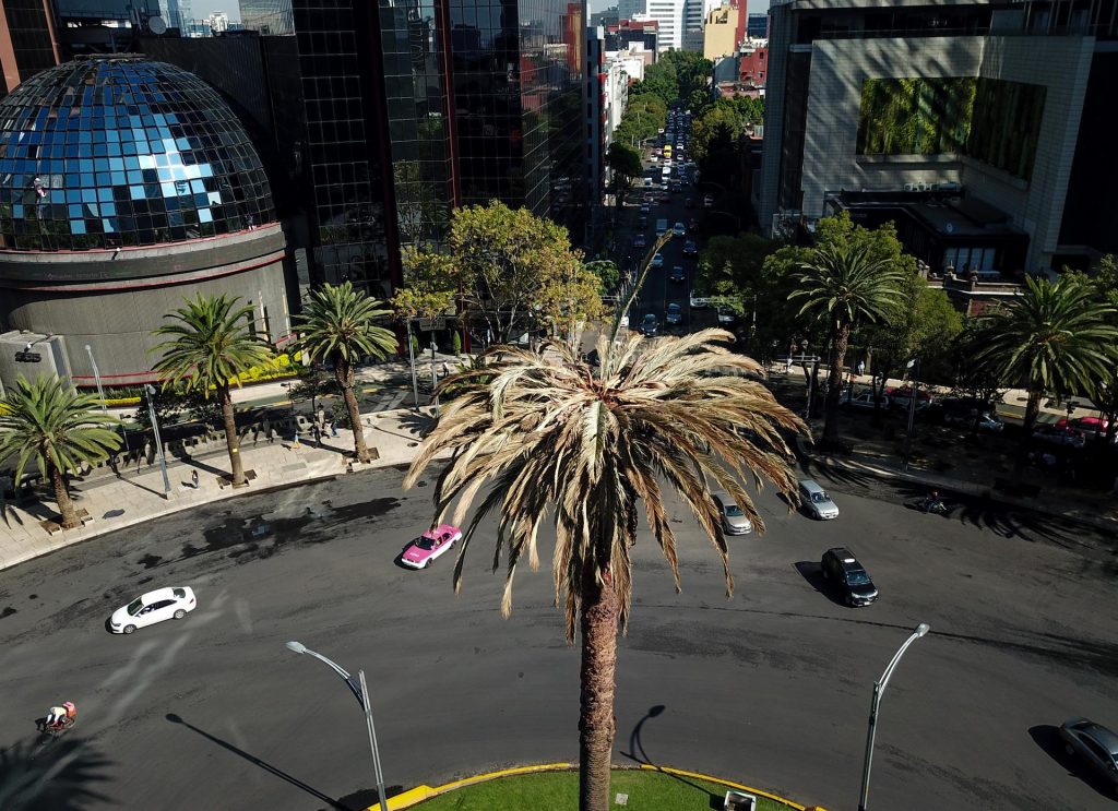 Retiran la emblemática palmera de Paseo de la Reforma - palmera-de-la-glorieta-de-la-palma-1024x743