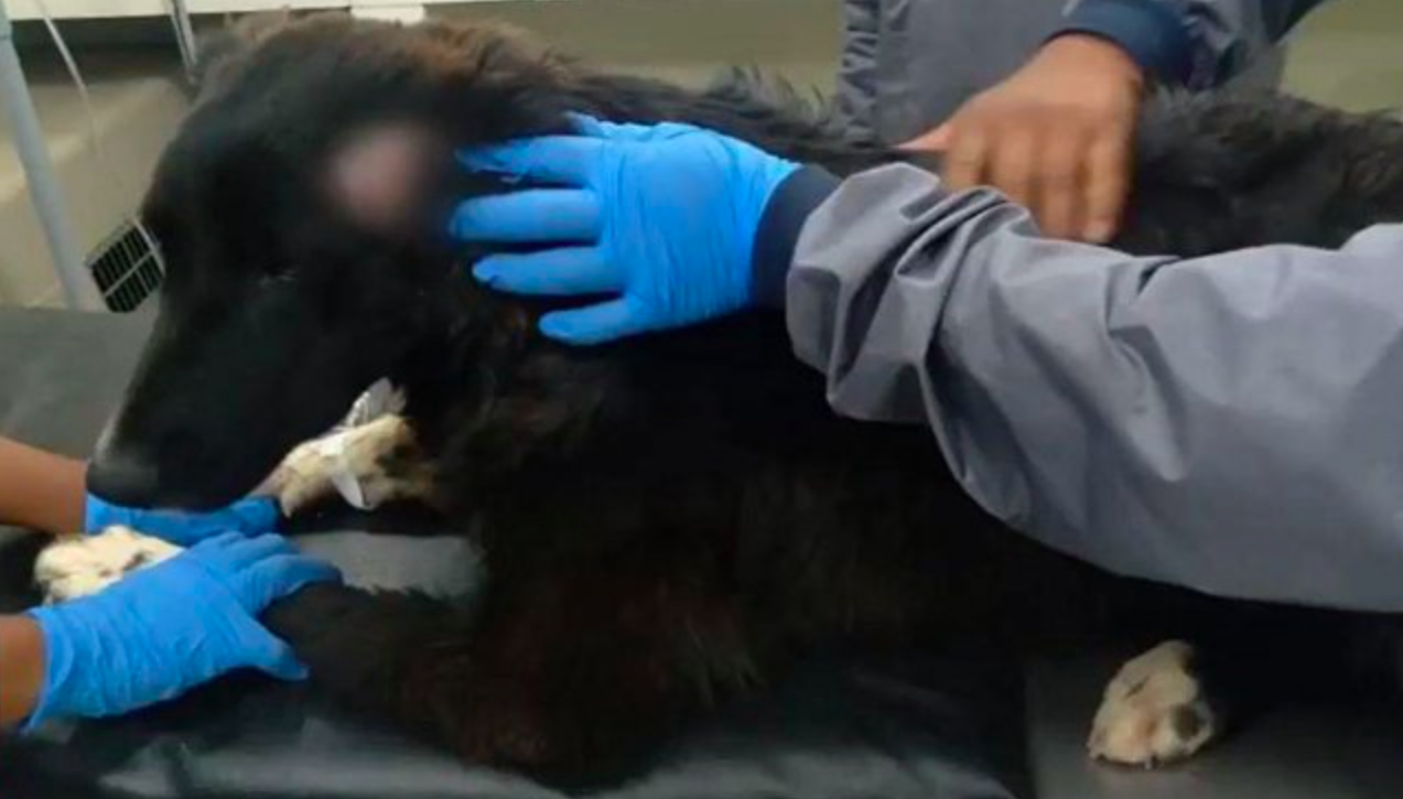 Perro salva a su dueña de ser víctima de feminicidio en Bolivia Perro salva a su dueña de ser víctima de feminicidio en Bolivia