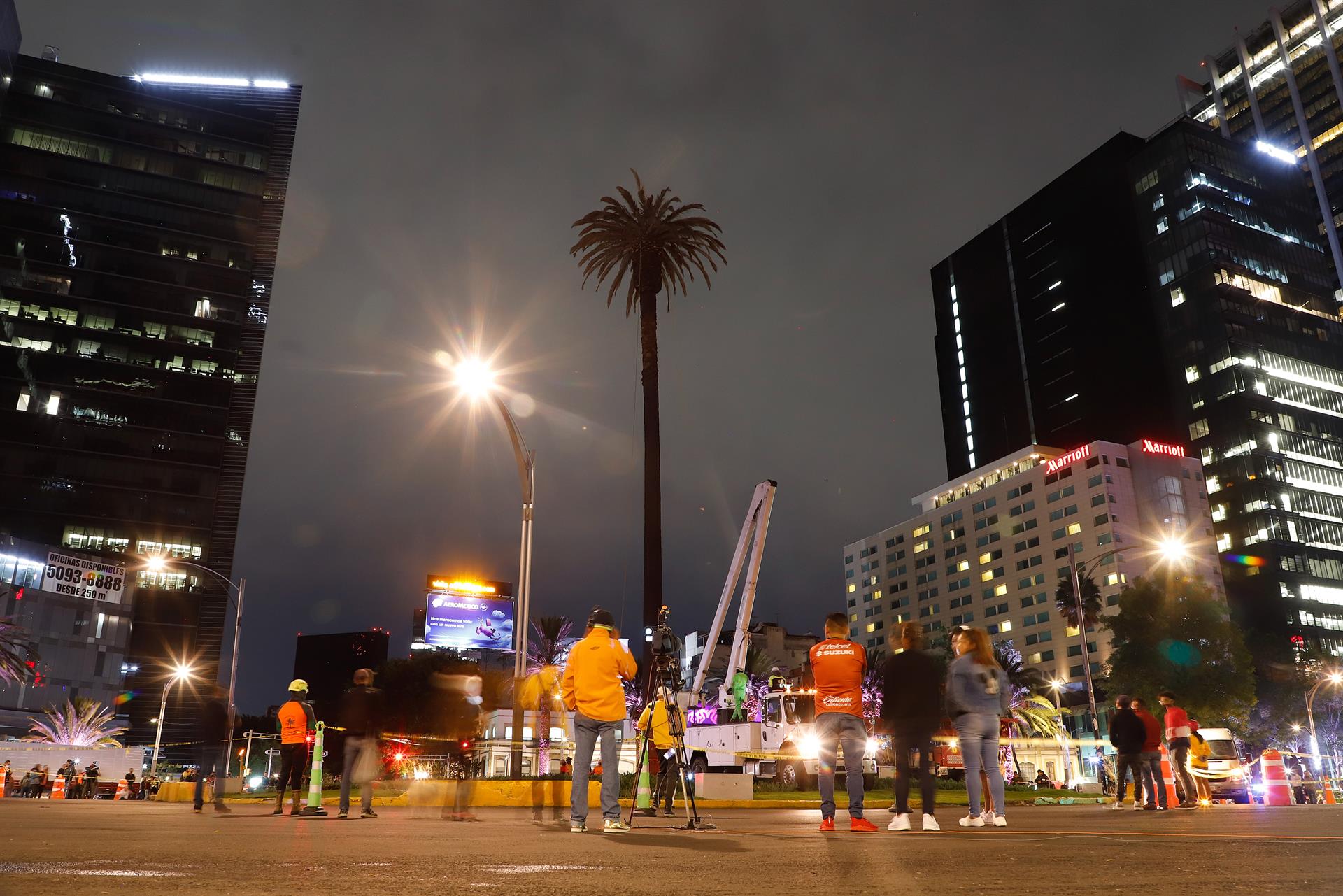 Retiran la emblemática palmera de Paseo de la Reforma