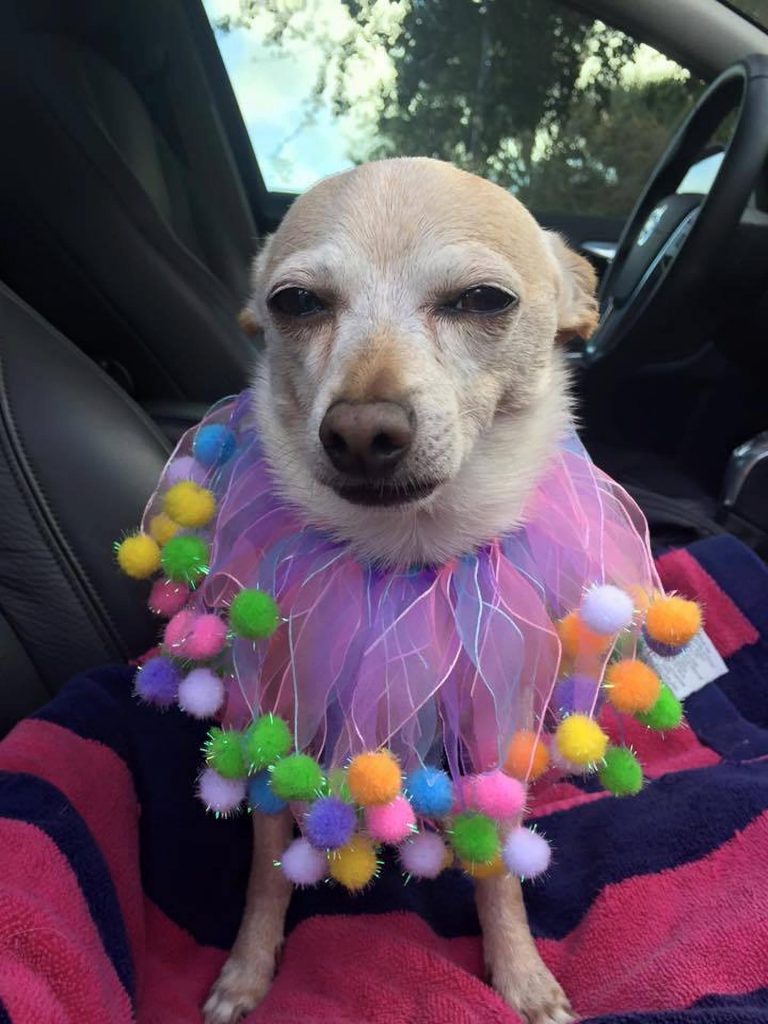 El perro más viejo del mundo es un chihuahua y vive en Florida - tobykeith-vive-en-florida-y-fue-adoptado-por-gisela-shore-768x1024