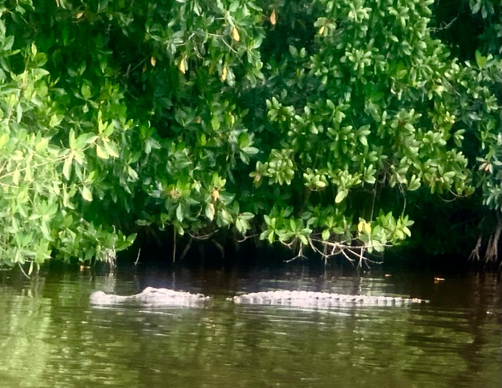 Cambio climático y especies invasoras ponen en peligro el Parque Nacional de los Everglades Cambio climático y especies invasoras ponen en peligro el Parque Nacional de los Everglades