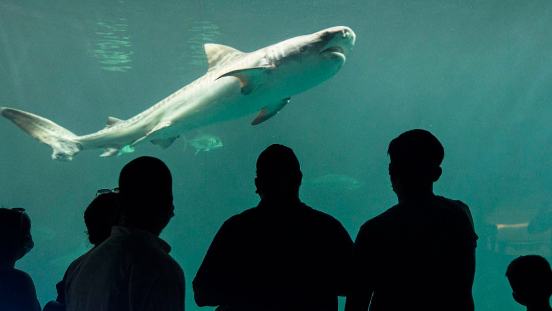 Cuitláhuac García extingue fideicomiso del Acuario de Veracruz y lo entrega a PMA Cuitláhuac García extingue fideicomiso del Acuario de Veracruz y lo entrega a PMA