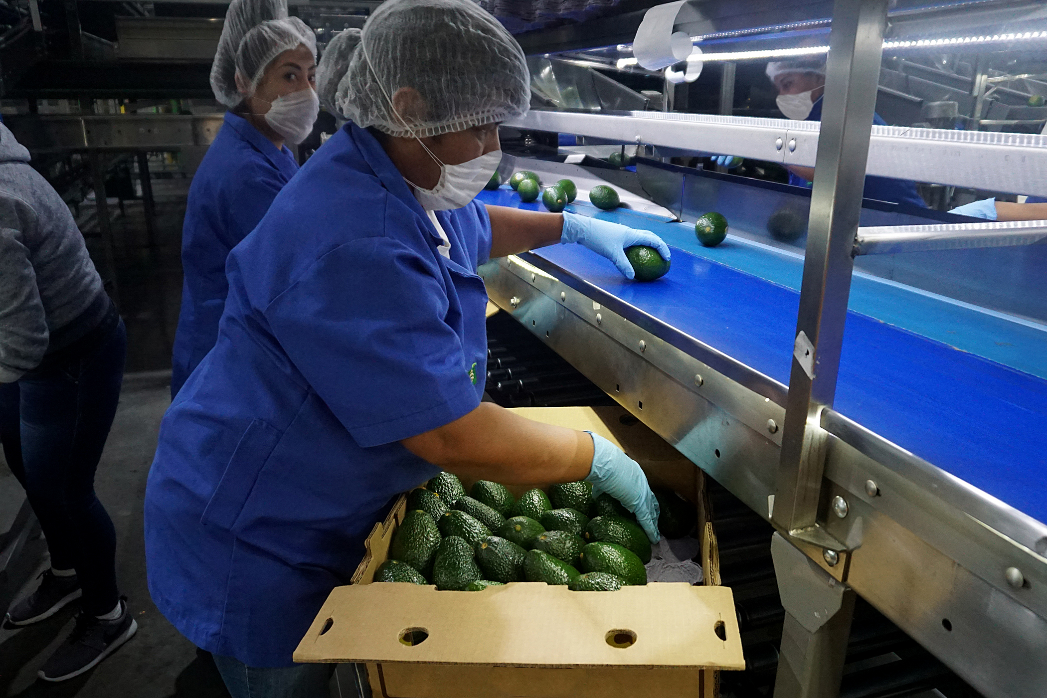 Tras siete años, México vuelve a comerciar aguacate a Costa Rica Tras siete años, México vuelve a comerciar aguacate a Costa Rica