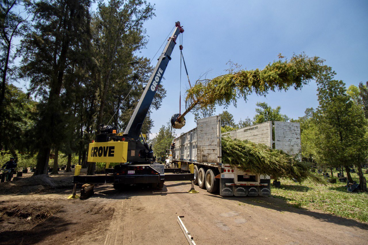Gobierno CDMX prepara festival para plantación de ahuehuete Gobierno CDMX prepara festival para plantación de ahuehuete