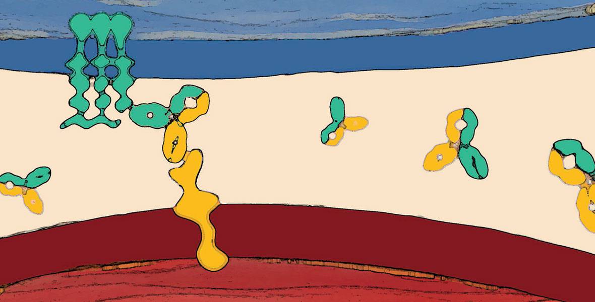 Desarrollan anticuerpo que podría tratar tumores resistentes a inmunoterapia