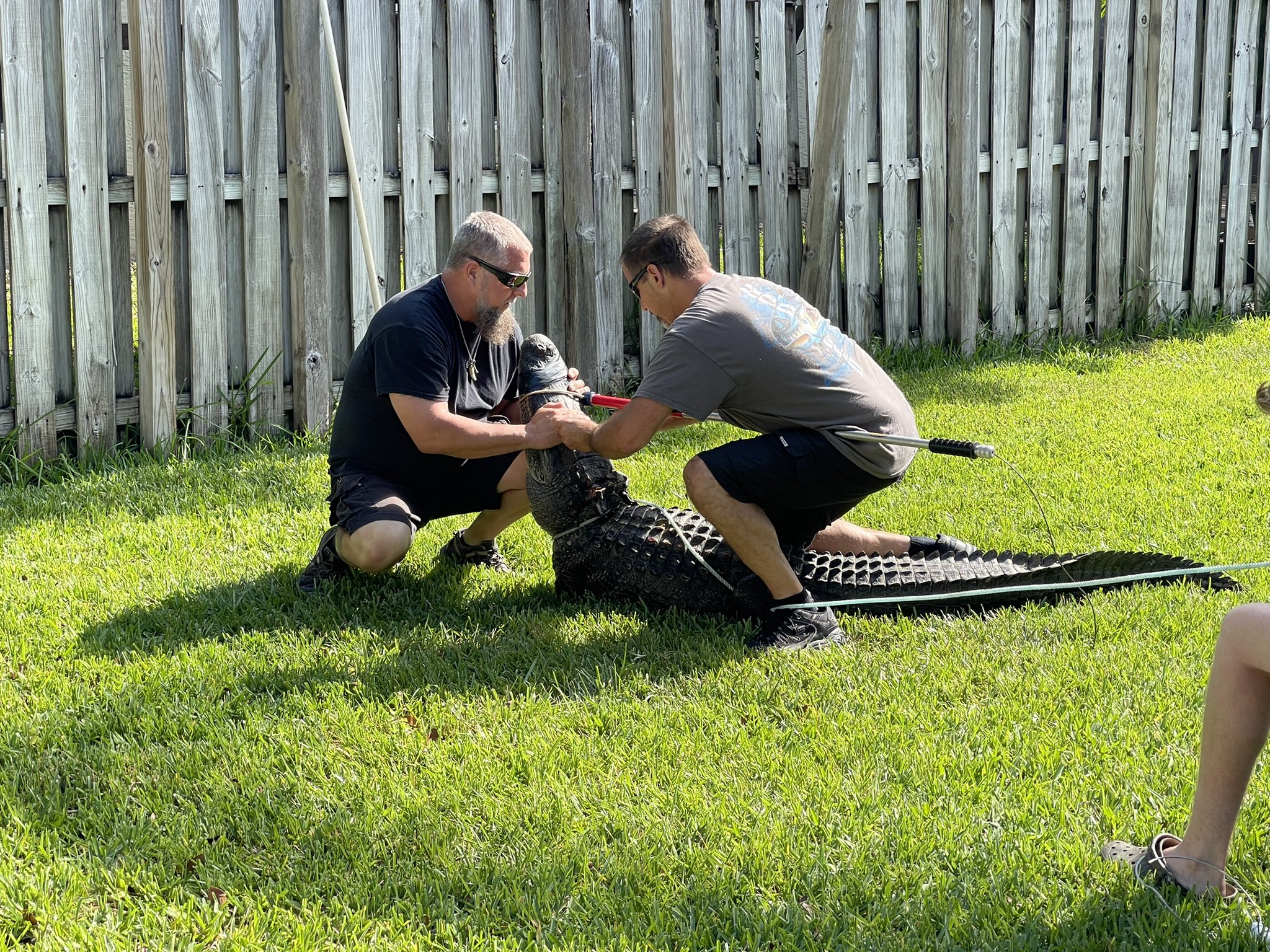 #Video Atrapan caimán de casi 3 metros en patio de vivienda en Florida #Video Atrapan caimán de casi 3 metros en patio de vivienda en Florida