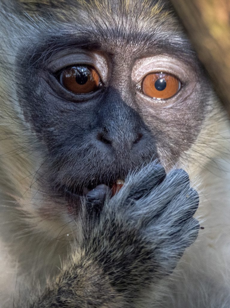 El clan de monos que reina sobre un estacionamiento en Florida - el-clan-de-monos-que-reina-sobre-un-estacionamiento-en-florida-767x1024