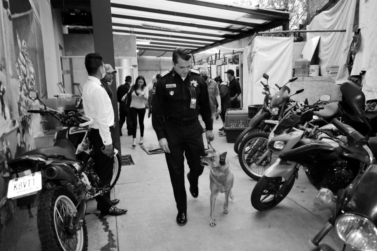 Murió la perrita Inna, clave en hallazgo de la fosa del multifeminicida de Atizapán