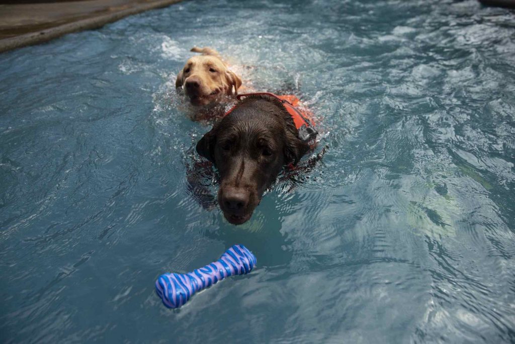 La escuela que ayuda a perros con problemas de socialización - la-escuela-que-ayuda-a-perros-con-problemas-de-socializacion-1024x683