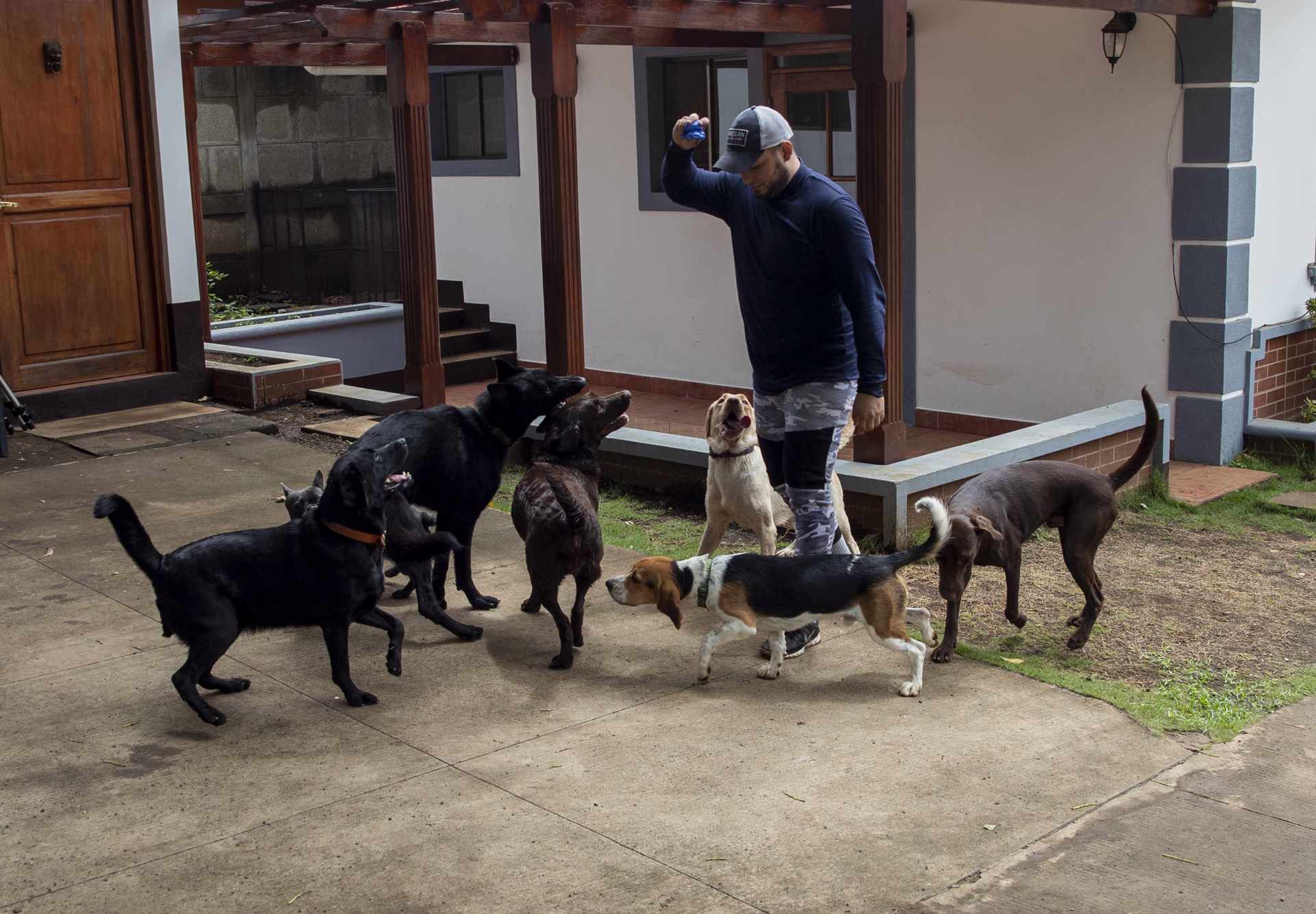 La escuela que ayuda a perros con problemas de socialización La escuela que ayuda a perros con problemas de socialización