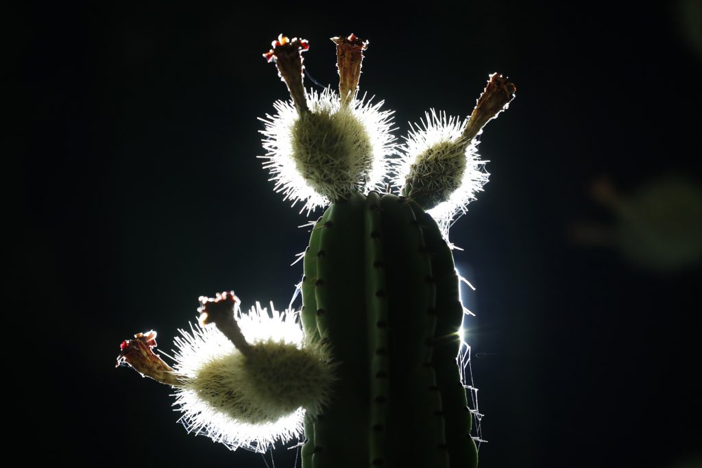 La pitaya, la fruta exótica que crece en México al calor de la primavera - la-pitaya-la-fruta-exotica-que-crece-en-mexico-al-calor-de-la-primavera-2-1024x683