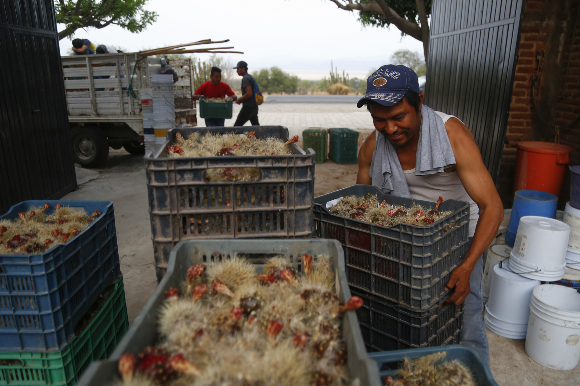 La pitaya, la fruta exótica que crece en México al calor de la primavera La pitaya, la fruta exótica que crece en México al calor de la primavera