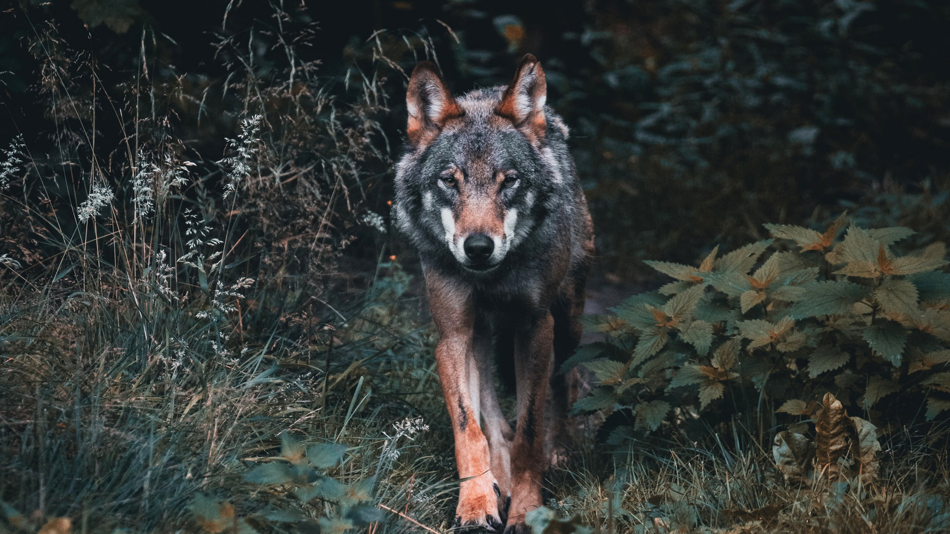 Salvan brazo a niño atacado por lobo en Zoológico de Nezahualcóyotl Salvan brazo a niño atacado por lobo en Zoológico de Nezahualcóyotl
