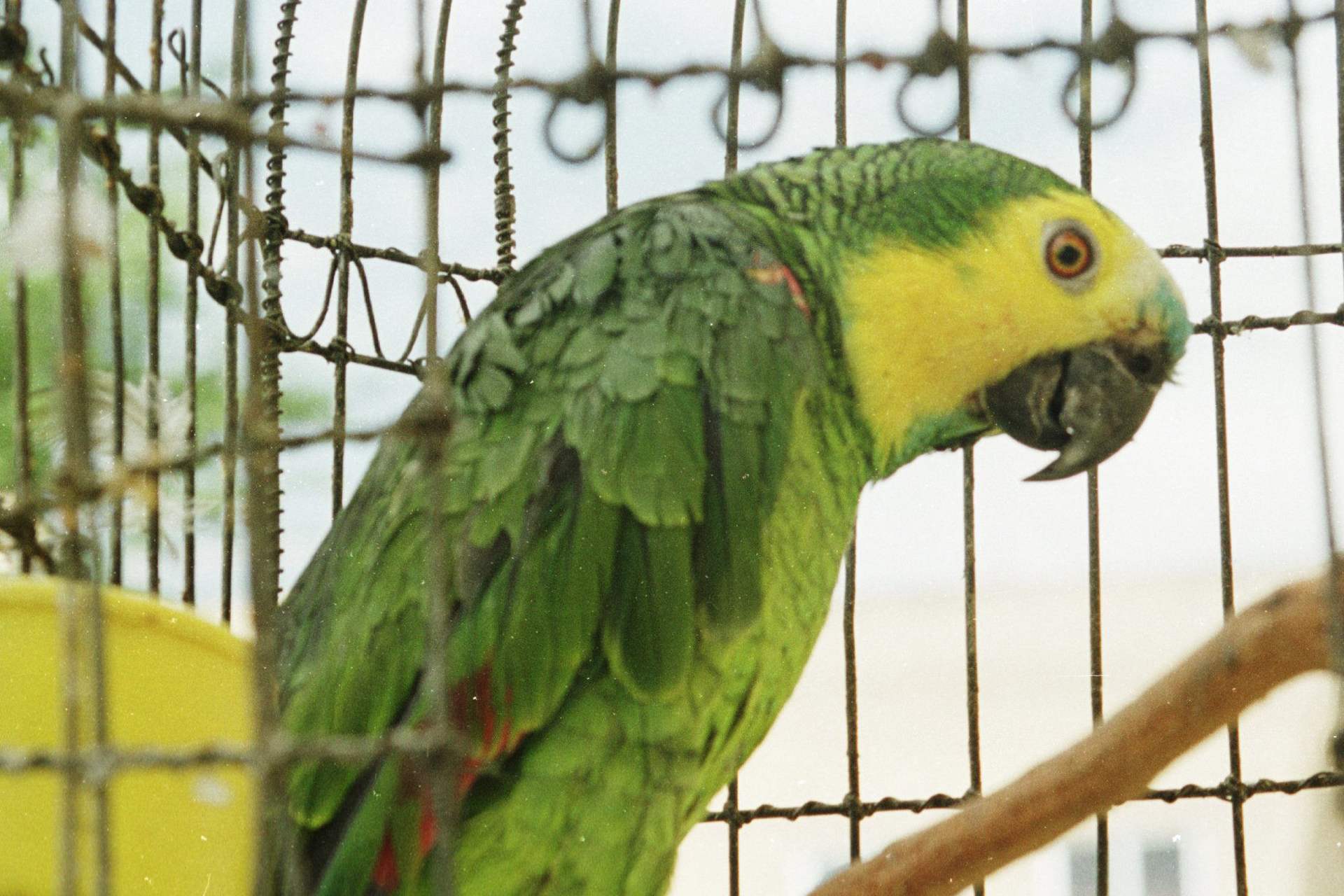 Detienen a sujeto por dejar a un loro en auto caliente Detienen a sujeto por dejar a un loro en auto caliente