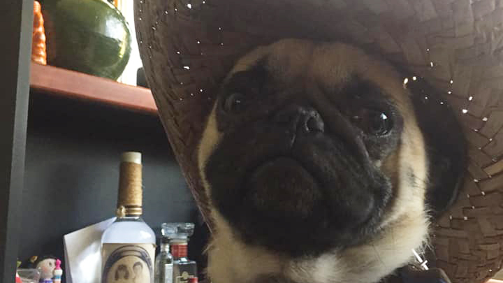 Perrito murió en autobús durante viaje a CDMX; pasajera denuncia negligencia de la empresa Perrito murió en autobús durante viaje a CDMX; pasajera denuncia negligencia de la empresa