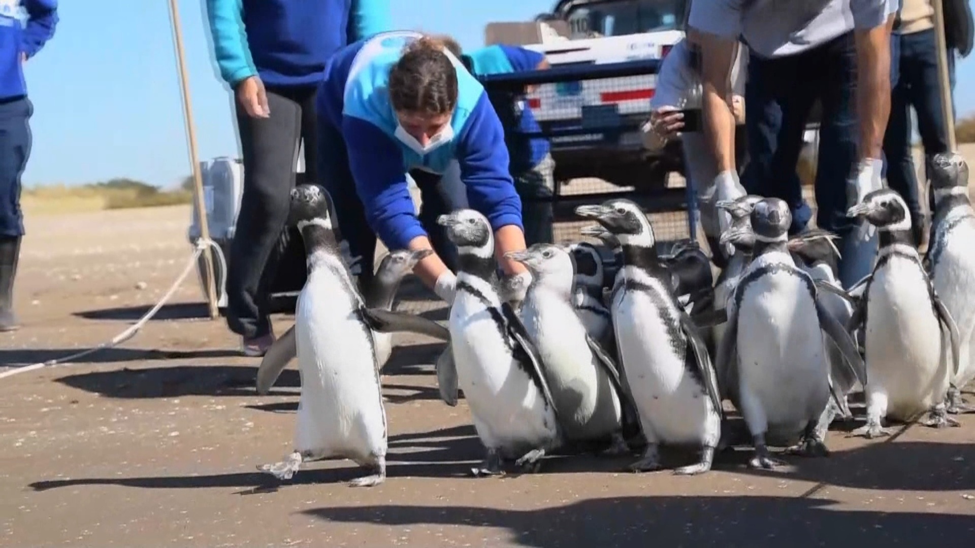 Pingüinos regresan al mar en Argentina tras ser rescatados y rehabilitados Pingüinos regresan al mar en Argentina tras ser rescatados y rehabilitados