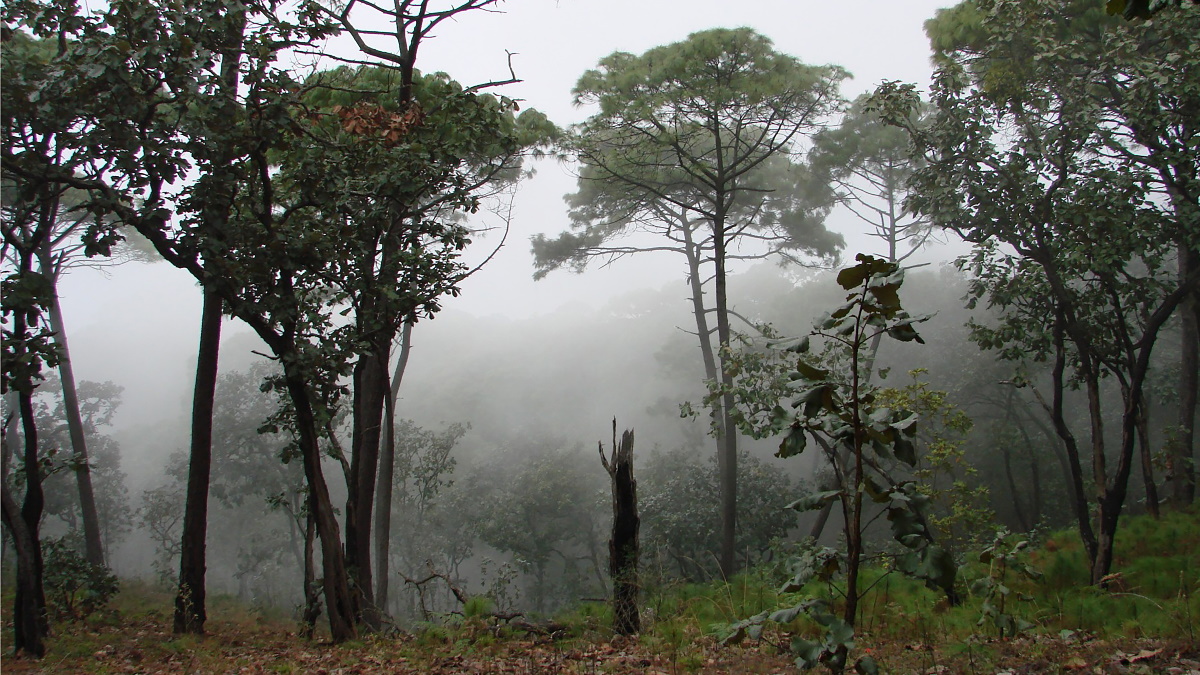 Encuentran con vida a activistas defensores de la Sierra de Manantlán