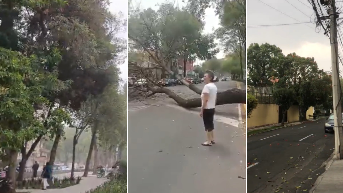 Fuertes vientos en la Ciudad de México provocan tolvaneras y caída de árboles
