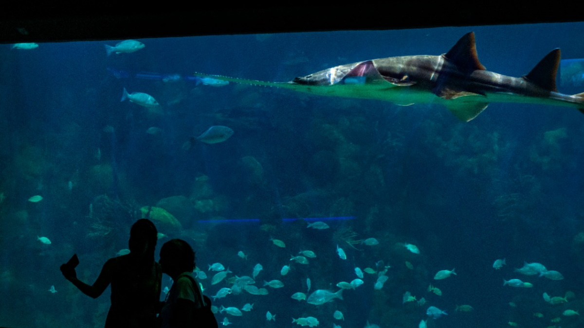 Denuncian negligencia en el Acuario de Veracruz tras cambio de administración Denuncian negligencia en el Acuario de Veracruz tras cambio de administración
