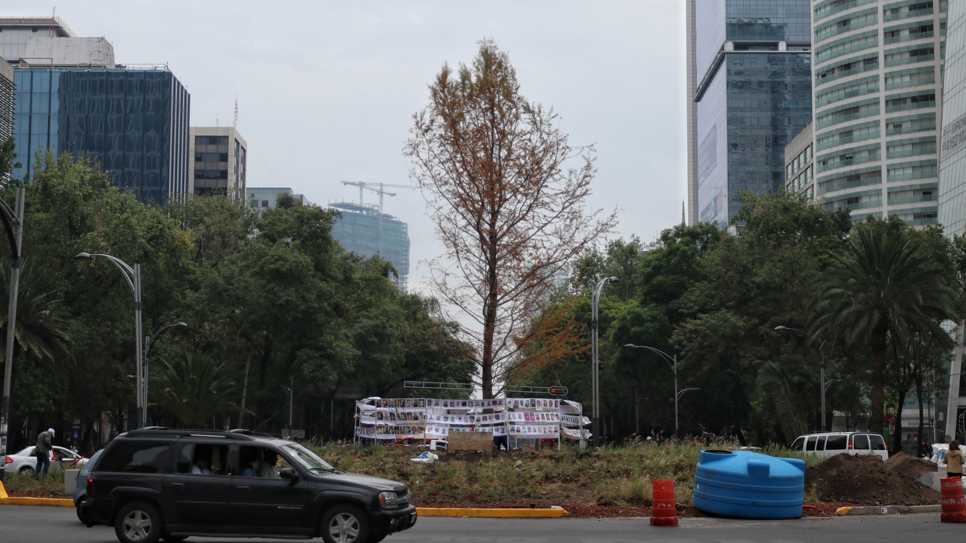 Piden evitar acercarse al ahuehuete en Reforma para evitar patógenos