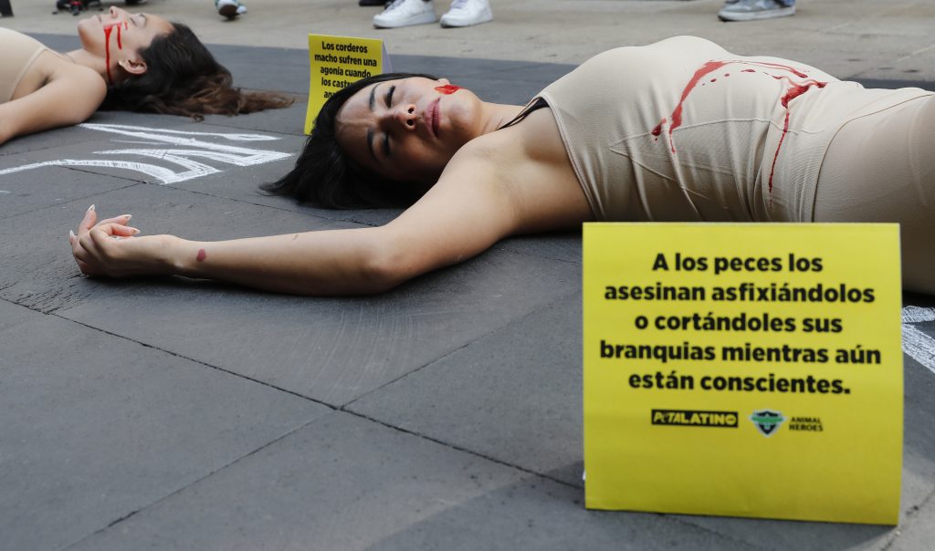 Activistas muestran sufrimiento de animales con "performance" en CDMX - animalistas-muestran-el-sufrimiento-de-animales-con-22performance22-en-mexico-2-1024x604