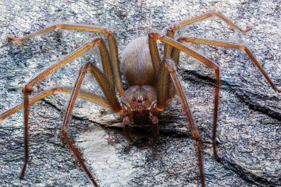 Alertan en Edomex por presencia de araña violinista