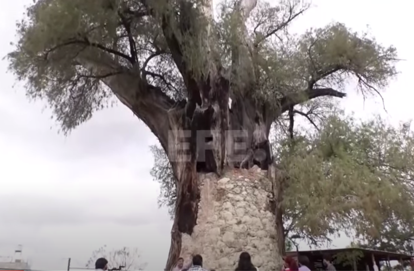 Un ahuehuete de más de mil 500 años se resiste a perder su esencia en México
