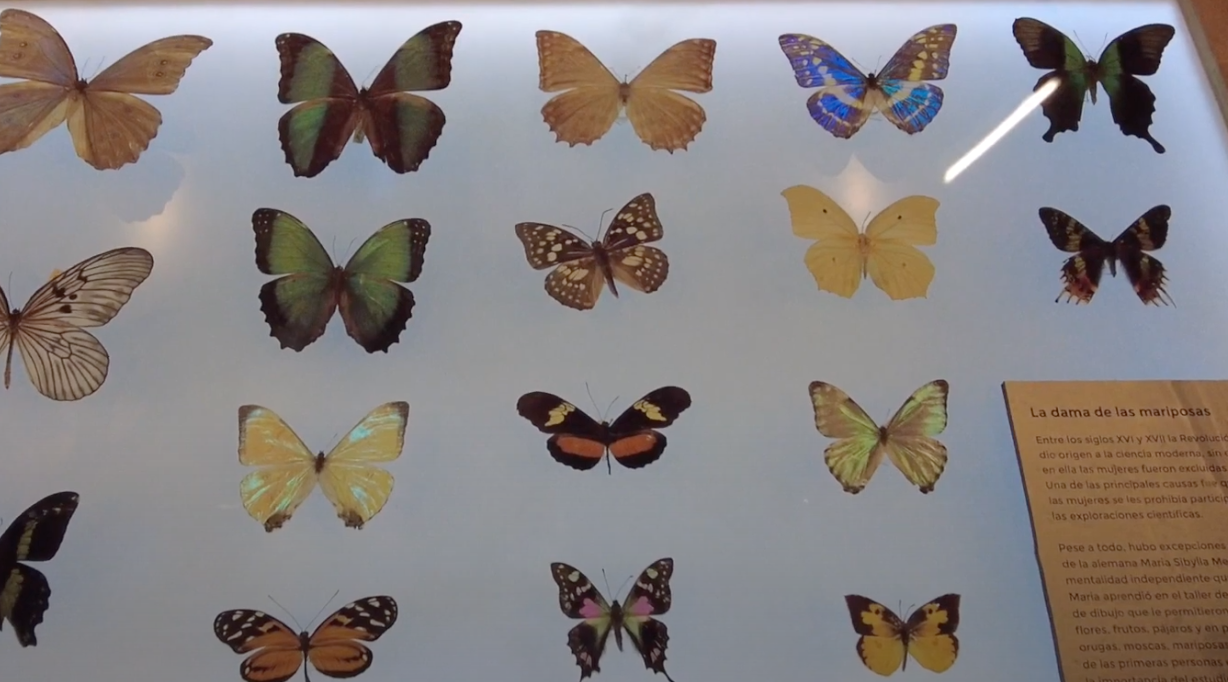 Historias naturales: exposición que une ciencia y arte