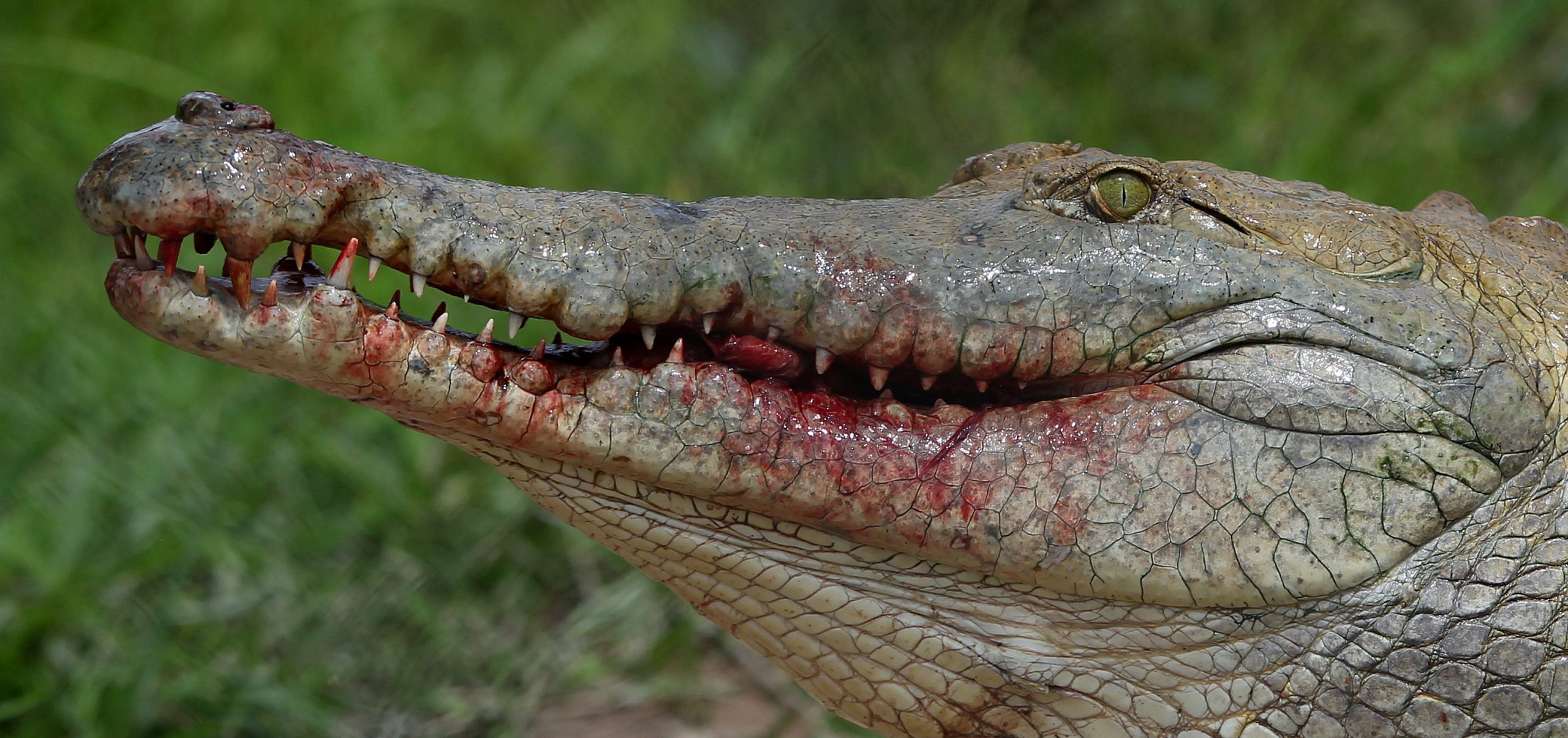 Hombre confunde a un caimán con un perro y termina herido en Florida Hombre confunde a un caimán con un perro y termina herido en Florida