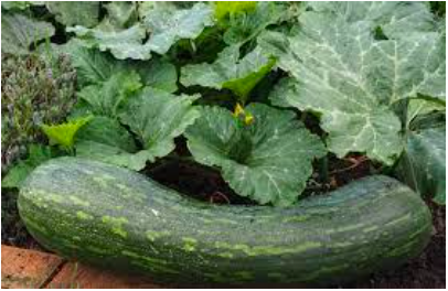 De calabazas y zanahorias - de-calabazas-y-zanahorias-3