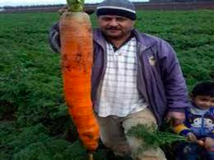 De calabazas y zanahorias - de-calabazas-y-zanahorias-4