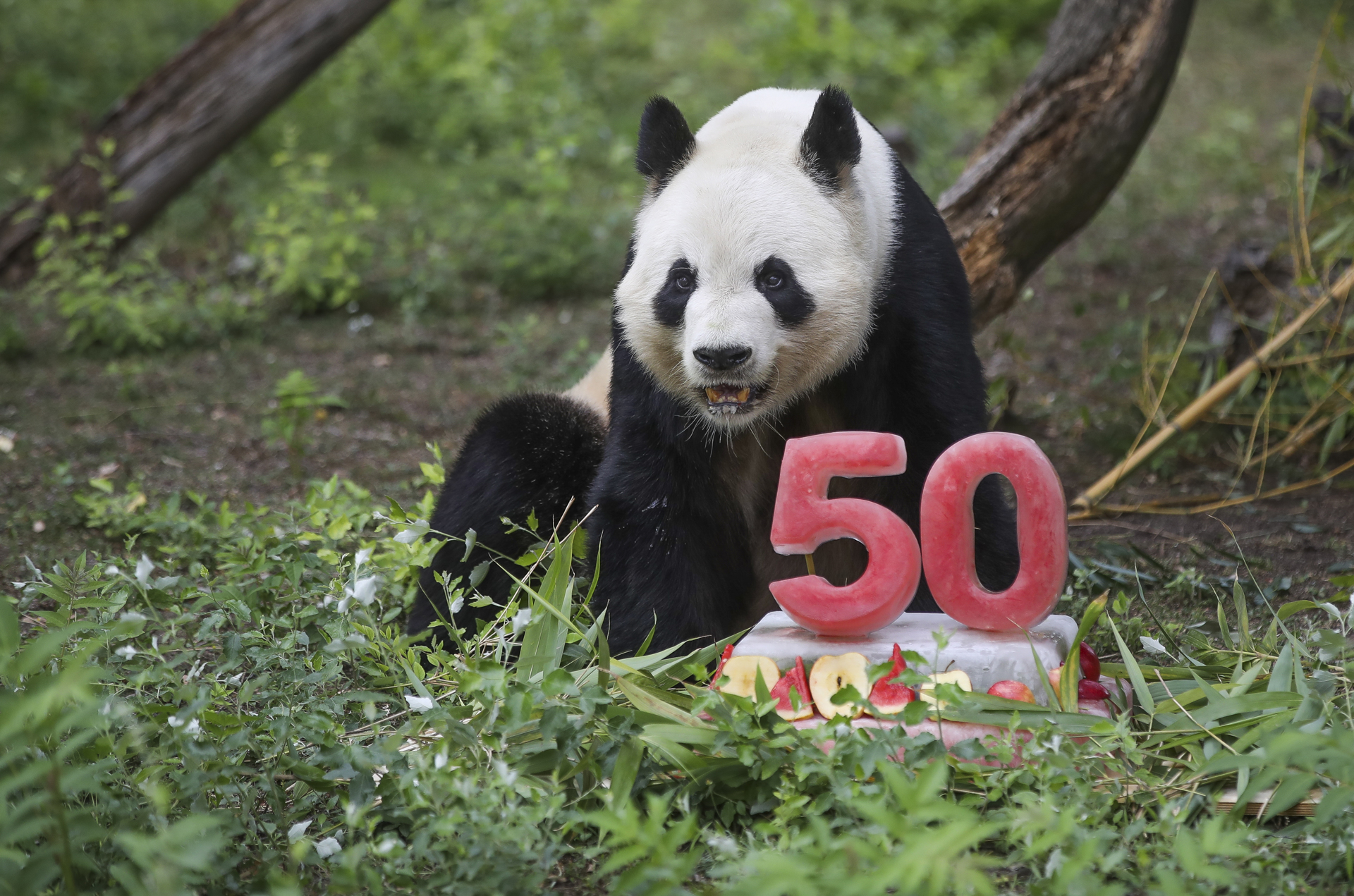 Exposición fotográfica retrata los 50 años de conservación de Zoo de Madrid