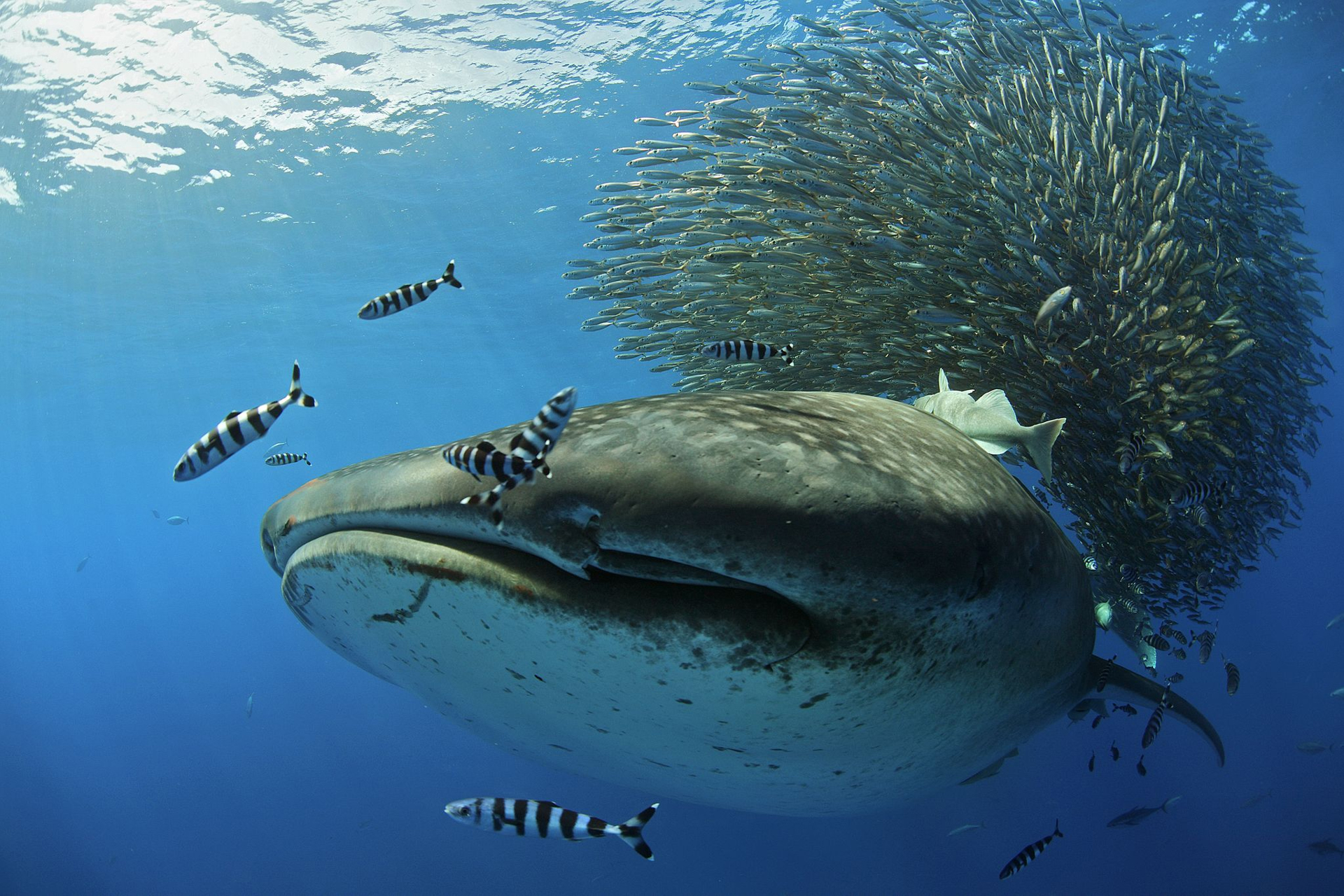 “La Isla de los Gigantes”, el misterio del pez más grande del mundo