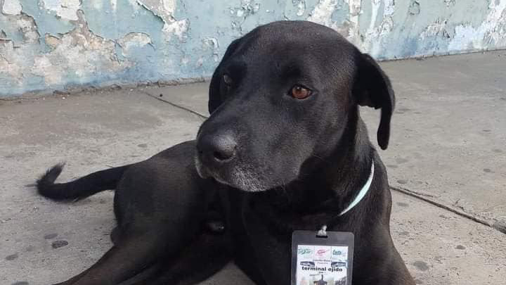 Terminal de autobuses en Acapulco contrata a perro callejero como supervisor de ruta