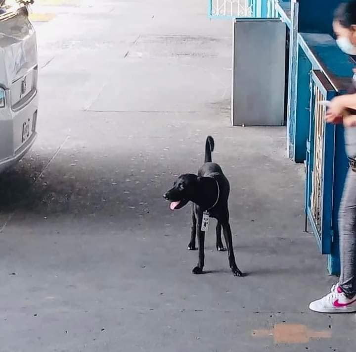 Terminal de autobuses en Acapulco contrata a perro callejero como supervisor de ruta - perro-callejero-negro-en-central-de-autobuses-de-acapulco
