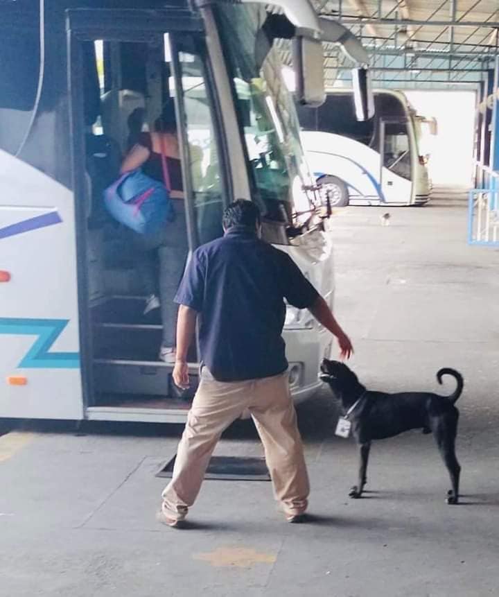 Terminal de autobuses en Acapulco contrata a perro callejero como supervisor de ruta - perro-callejero-negro-en-terminal-de-autobuses-de-acapulco